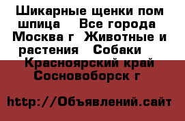 Шикарные щенки пом шпица  - Все города, Москва г. Животные и растения » Собаки   . Красноярский край,Сосновоборск г.